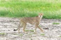 Cheetah in Mkuze Falls Game Reserve