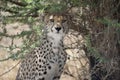 Cheetah, Acinonyx jubatus, in Serengeti National