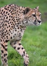 Cheetah Acinonyx jubatus