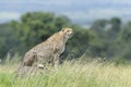 Cheetah (Acinonyx jubatus) sitting on termite hill