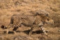 A cheetah Acinonyx jubatus in South Africa