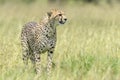 Cheetah (Acinonyx jubatus) standing on savanna,