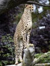 Cheetah, Acinonyx jubatus stands high on a trunk and rests around Royalty Free Stock Photo