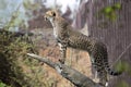 Cheetah, Acinonyx jubatus, stands in the trunk