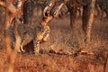 The cheetah Acinonyx jubatus in the sunset. Large male marking territory Royalty Free Stock Photo