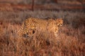 The cheetah Acinonyx jubatus two brothers in the evening sun in the yellow grass. Two male cheetahs in the setting sun in the