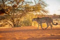 Cheetah Acinonyx jubatus walking away, Kalahari desert, Namibia. Royalty Free Stock Photo