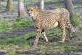 Cheetah (Acinonyx jubatus)