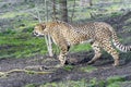 Cheetah (Acinonyx jubatus)