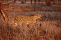 The cheetah Acinonyx jubatus walking through the grass at sunset among the trees. A large male cheetah while checking territory Royalty Free Stock Photo