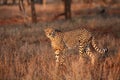 The cheetah Acinonyx jubatus walking through the grass at sunset among the trees. A large male cheetah while checking territory Royalty Free Stock Photo