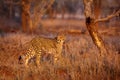 The cheetah Acinonyx jubatus walking at sunset among the trees.Cheetah in the evening light checks the territory in the sparse Royalty Free Stock Photo