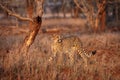 The cheetah Acinonyx jubatus walking at sunset among the trees.Cheetah in the evening light checks the territory in the sparse Royalty Free Stock Photo