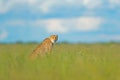 Cheetah, Acinonyx jubatus, walking wild cat. Fastest mammal on the land, Botswana, Africa. Cheetah in grass, blue sky with clouds.