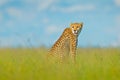 Cheetah, Acinonyx jubatus, walking wild cat. Fastest mammal on the land, Botswana, Africa. Cheetah in grass, blue sky with clouds.