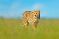 Cheetah, Acinonyx jubatus, walking wild cat. Fastest mammal on the land, Botswana, Africa. Cheetah in grass, blue sky with clouds.