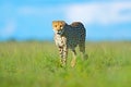 Cheetah, Acinonyx jubatus, walking wild cat. Fastest mammal on the land, Botswana, Africa. Cheetah in grass, blue sky with clouds. Royalty Free Stock Photo