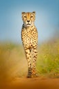 Cheetah, Acinonyx jubatus, walking wild cat. Fastest mammal on the land, Botswana, Africa. Cheetah on gravel road, in forest. Spot