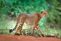 Cheetah, Acinonyx jubatus, walking wild cat. Fastest mammal on the land, Botswana, Africa. Cheetah on gravel road, in forest.