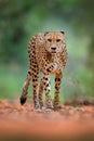 Cheetah, Acinonyx jubatus, walking wild cat. Fastest mammal on the land, Botswana, Africa. Cheetah on gravel road, in forest.