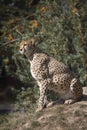 Cheetah, Acinonyx jubatus, watching nearby Royalty Free Stock Photo