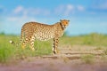 Cheetah, Acinonyx jubatus, wild cat on the road. Fastest mammal on the land, Botswana, Africa. Cheetah in grass, blue sky with clo