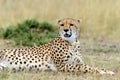 Cheetah. Africa, Kenya