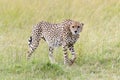 Cheetah. Africa, Kenya