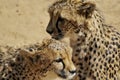 Cheetah siblings