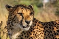 A cheetah in Africa