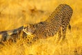 Cheetah in Africa Reserve