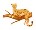 Cheetah African Large Cat with Long Tail and Black Spots on Coat Lying on Tree Branch Vector Illustration