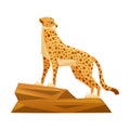 Cheetah African Large Cat with Long Tail and Black Spots on Coat Standing on Stone Rock Vector Illustration