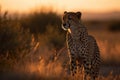 Cheetah in the african savannah africa tanzania serengeti national park wild life of africa Royalty Free Stock Photo