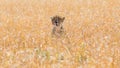 Cheetah in african savannah, at Masai Mara , Kenia Royalty Free Stock Photo