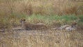 Cheetah aka Gepard Couple Laying on Grass in African Savanna, Tanzania