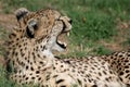 Cheetah angry Royalty Free Stock Photo