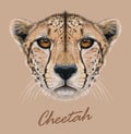 Cheetah animal cute face. Vector African wild fast cat head portrait. Realistic fur portrait of cheetah isolated on Royalty Free Stock Photo