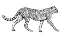 Cheetah, animal, mammal illustration, drawing, engraving, ink, line art, vector