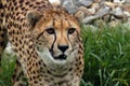 Cheetah at an animal park showing its teeth Royalty Free Stock Photo