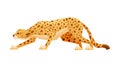 Cheetah as African Large Cat with Long Tail and Black Spots on Coat Sneaking to Victim Vector Illustration