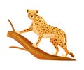 Cheetah as African Large Cat with Long Tail and Black Spots on Coat Standing on Tree Branch Vector Illustration