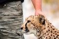 Cheetah as Pet Royalty Free Stock Photo