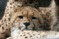 Cheetah baby close-up