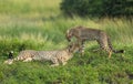 Cheetah Baby playing with sleeping mother at Masai Mara, Kenya Royalty Free Stock Photo
