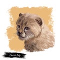 Cheetah baby tabby cat from North Africa isolated digital art illustration. Southeast African little cheetah hand drawn portrait. Royalty Free Stock Photo