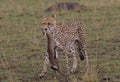 cheetah with baby thompson gazelle kill in mouth walking in the wild plains of masai mara, kenya