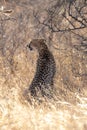 Cheetah, backlit in the morning light in the Masai Mara, Kenya, Africa