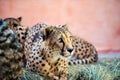 cheetah, beautiful portrait