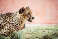 cheetah, beautiful portrait